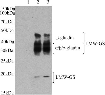 Effect of lactylation on functional and structural properties of gluten